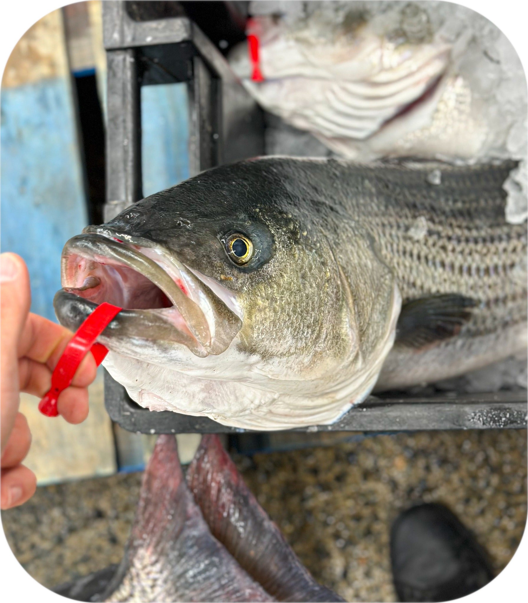 Striped Bass from Red’s Best’s catch photo collection