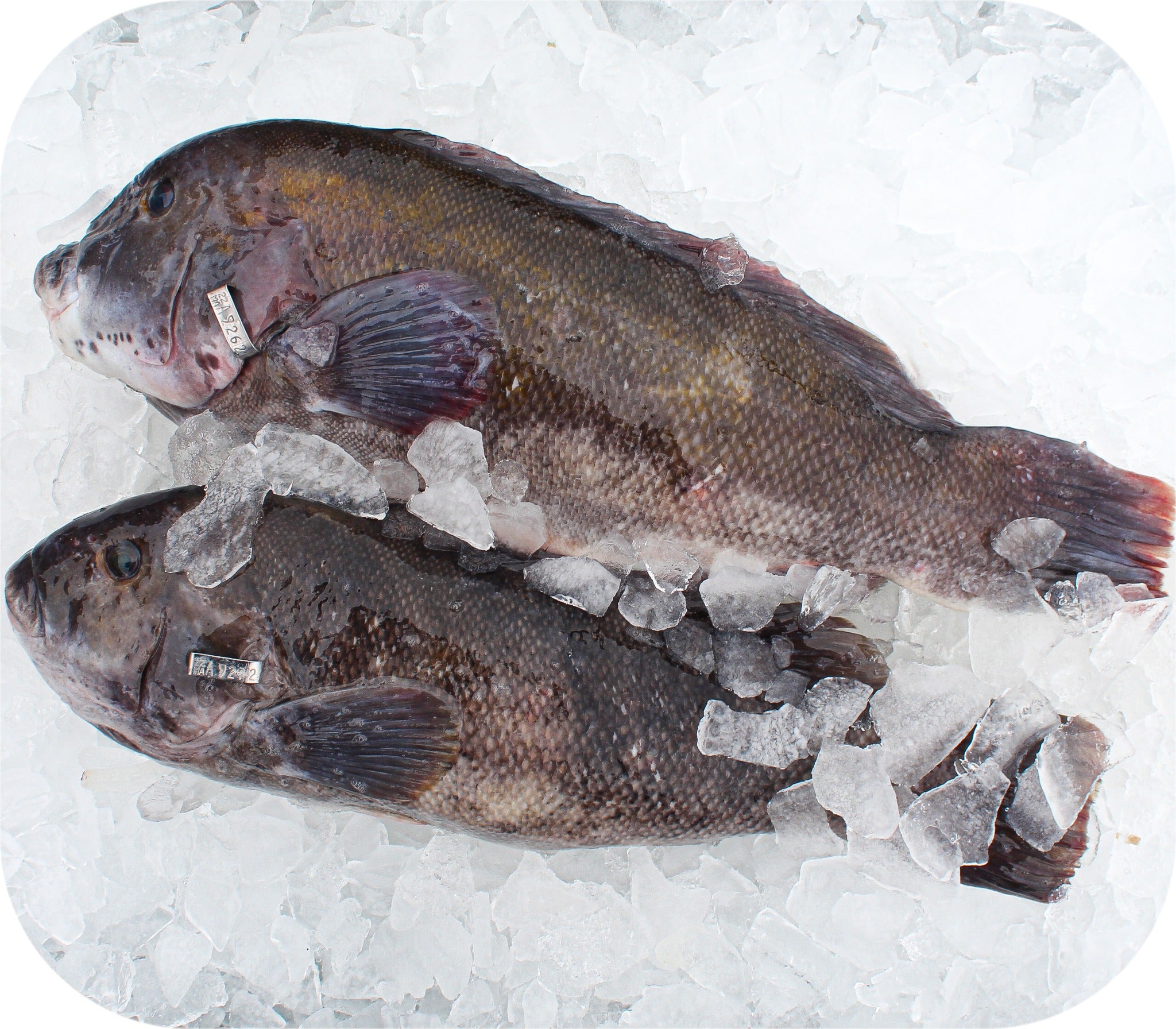 Tautog from Red’s Best’s catch photo collection