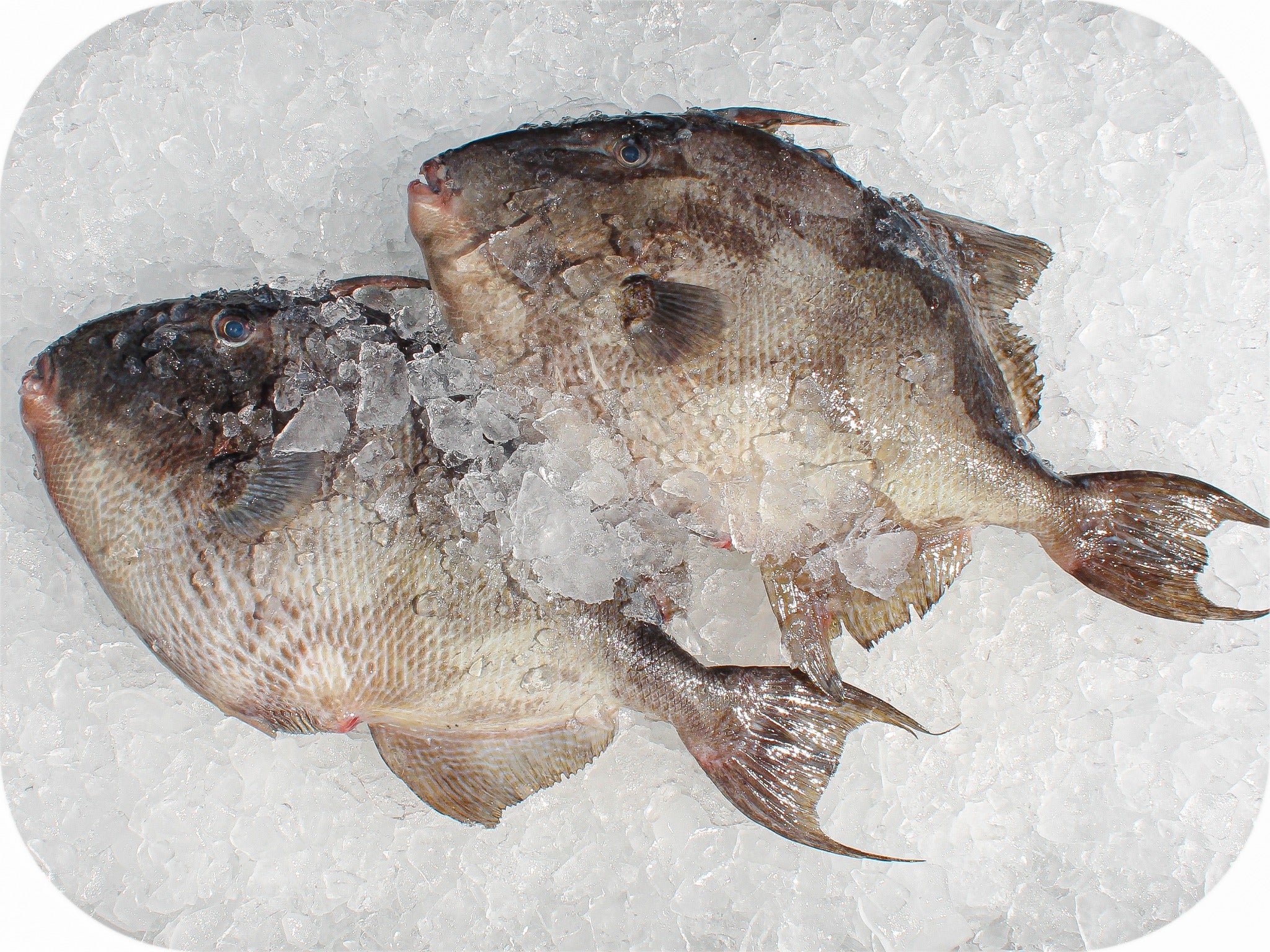 Triggerfish from Red’s Best’s catch photo collection
