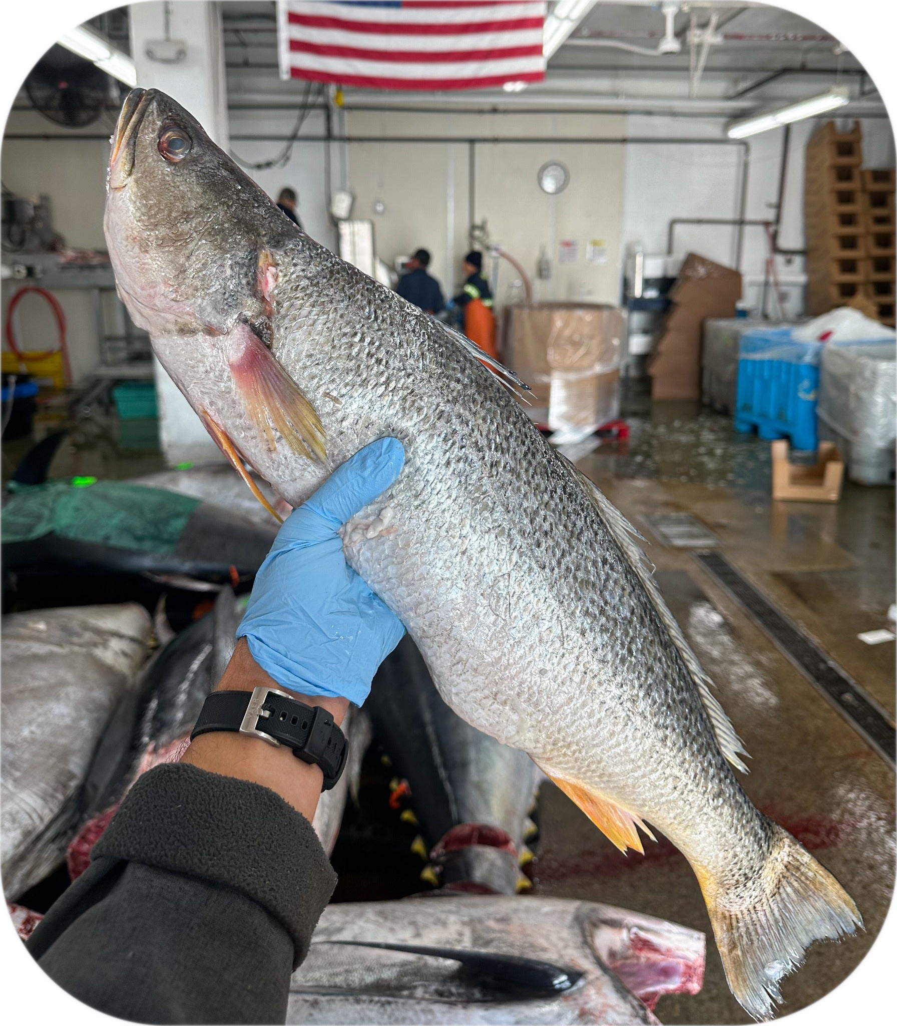 Weakfish from Red’s Best’s catch photo collection