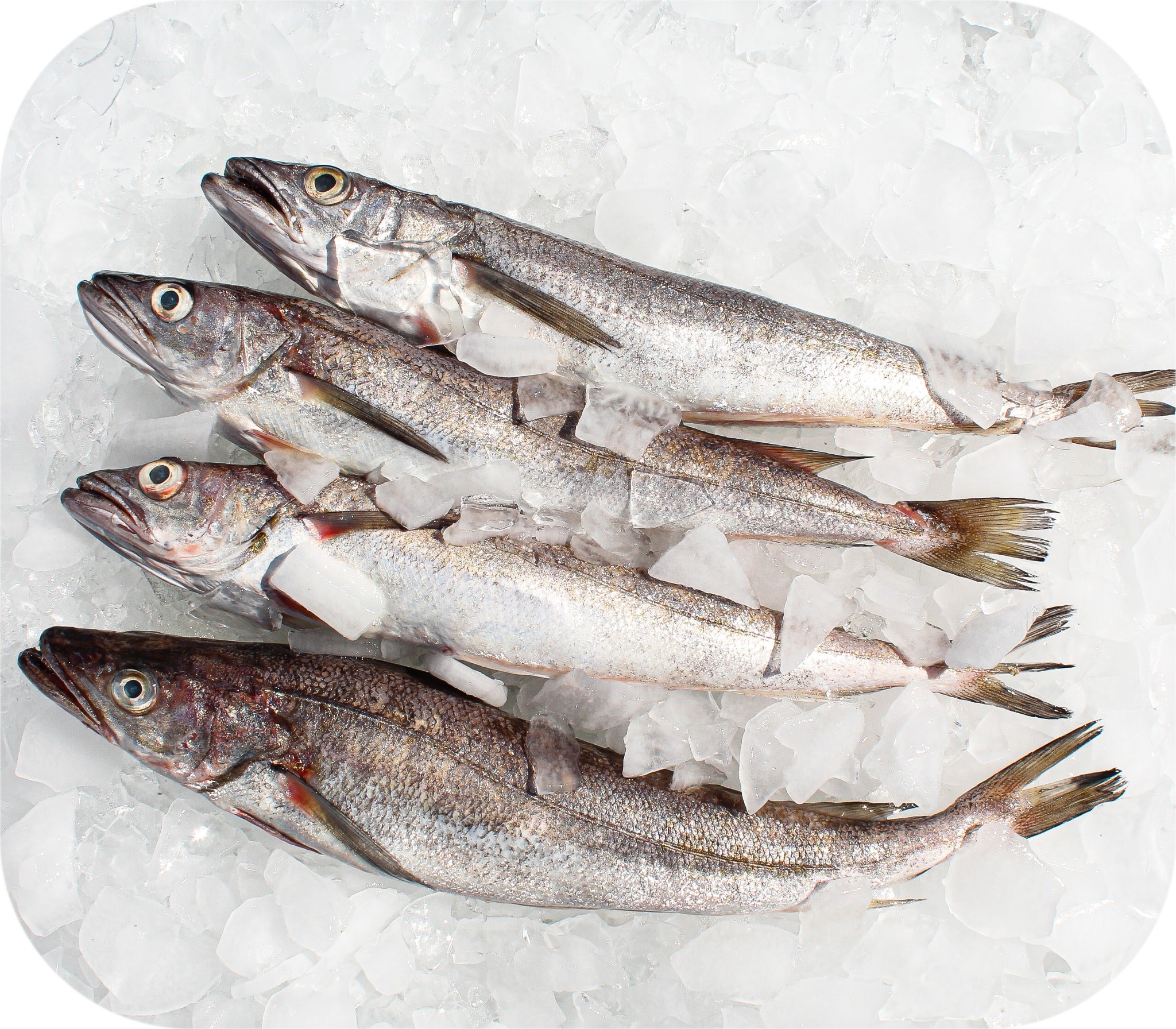 Whiting from Red’s Best’s catch photo collection