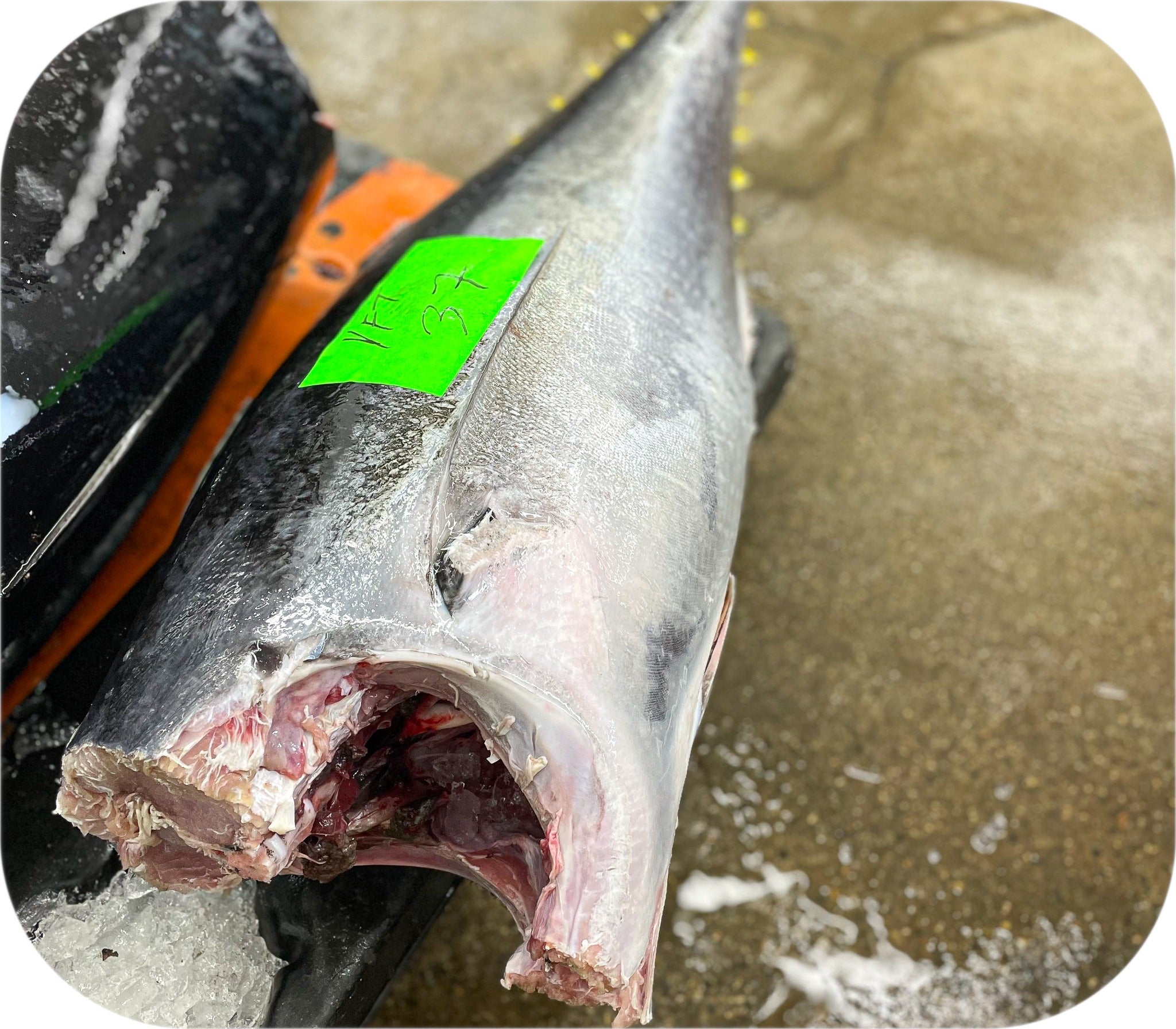 Yellowfin Tuna from Red’s Best’s catch photo collection